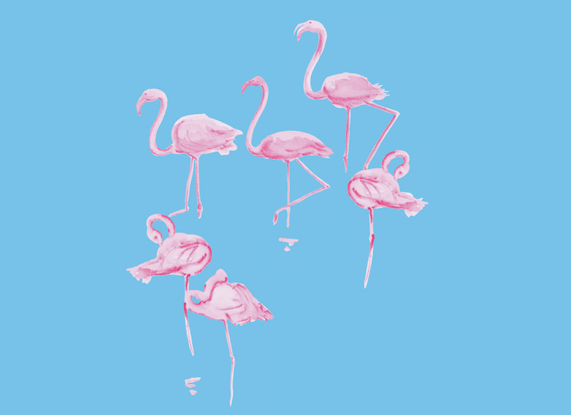 Papier peint Flamants Roses fond Bleu Medium