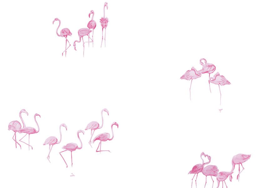 ohmywall-papier-peint-flamants-roses-fond-blanc-panoramique-zoom.jpg