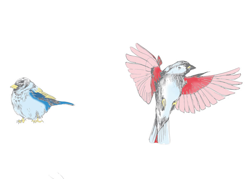 Papier peint Les Oiseaux de Pierrot en couleur Panoramique